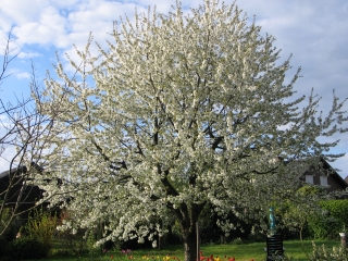 cherry tree 1
